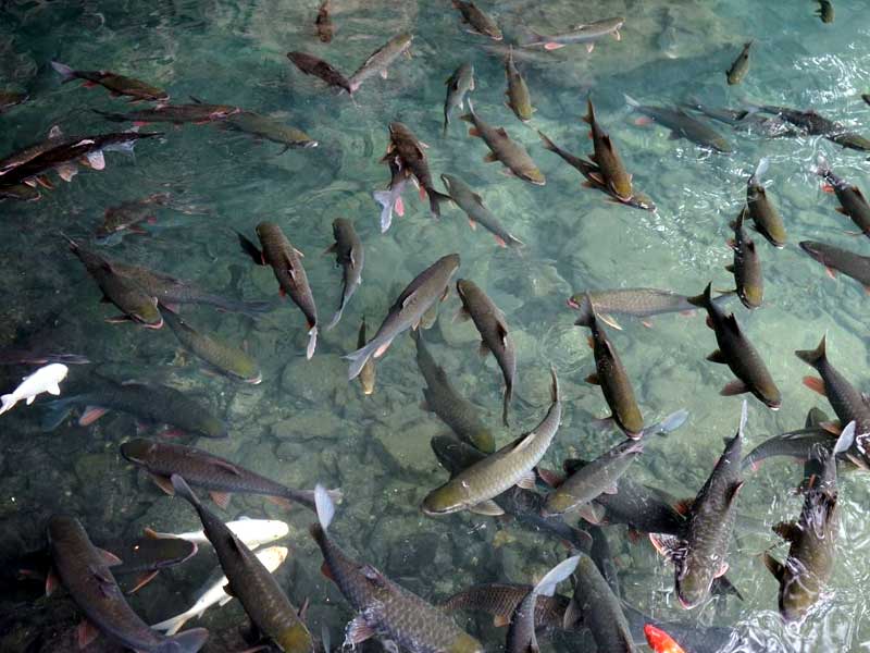 Sự thật suối cá thần ở Thanh Hóa - Sự kết hợp giữa tâm linh và thiên nhiên kỳ thú Sự thật suối cá thần ở Thanh Hóa - Sự kết hợp giữa tâm linh và thiên nhiên kỳ thú