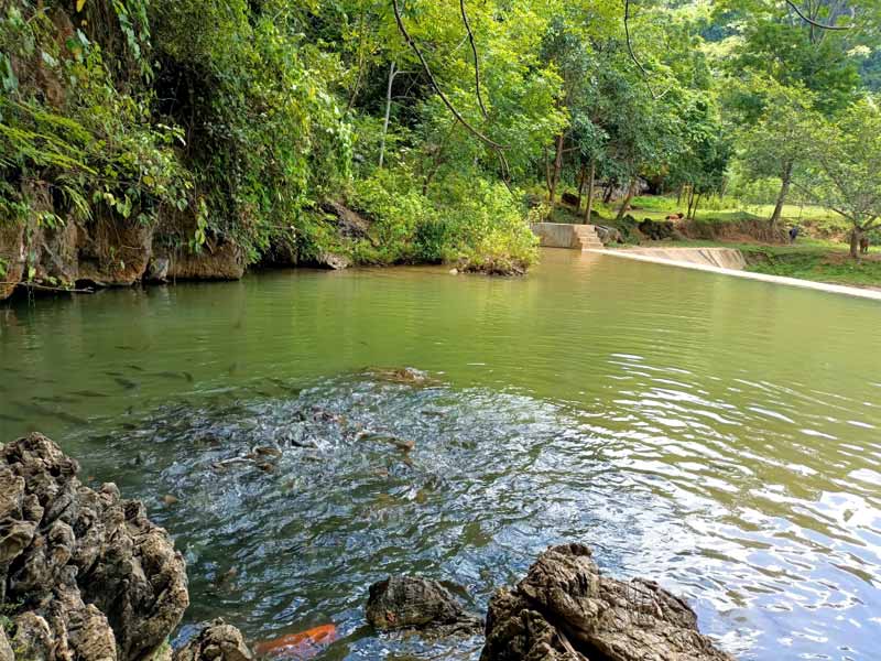 Suối cá thần Thanh Hóa ở huyện nào - Xã nào? Thông tin chia tiết Suối cá thần Thanh Hóa ở huyện nào - Xã nào? Thông tin chia tiết