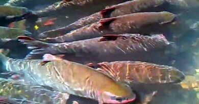 Sự thật suối cá thần ở Thanh Hóa – Sự kết hợp giữa tâm linh và thiên nhiên kỳ thú Sự thật suối cá thần ở Thanh Hóa - Sự kết hợp giữa tâm linh và thiên nhiên kỳ thú