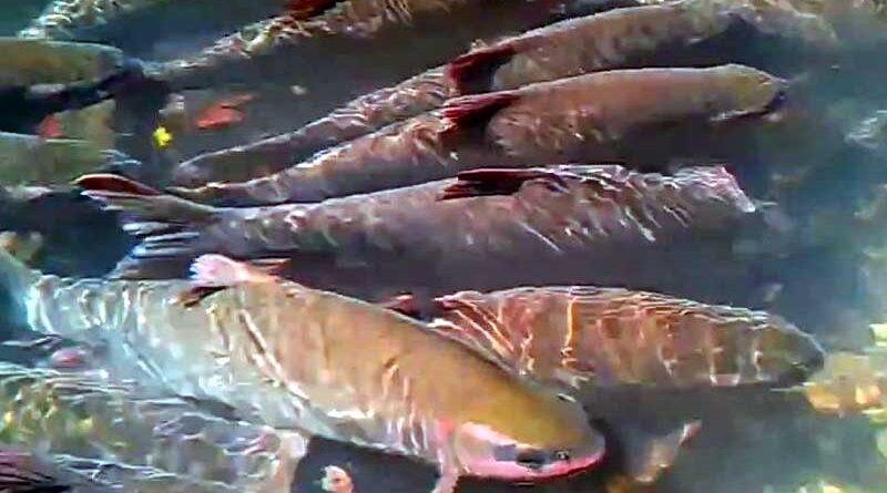 Sự thật suối cá thần ở Thanh Hóa - Sự kết hợp giữa tâm linh và thiên nhiên kỳ thú