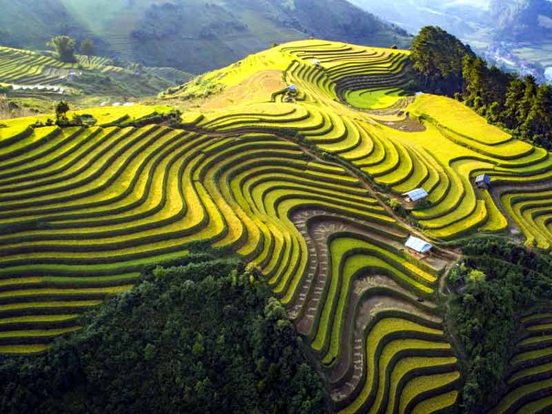 Pù luông mùa lúa chín một màu vàng óng với ruộng bậc thang