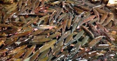 Suối cá Thần Cẩm Lương tại xứ Thanh – Chốn kỳ diệu giữa lòng đất mẹ Suối cá Thần Cẩm Lương tại xứ Thanh