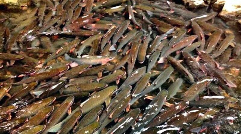 Suối cá Thần Cẩm Lương tại xứ Thanh - Chốn kỳ diệu giữa lòng đất mẹ 1 Suối cá Thần Cẩm Lương tại xứ Thanh