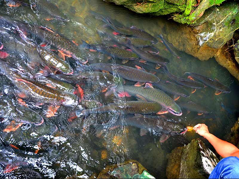 Cận cảnh cá Thần tại suối cá Thần Cẩm Lương