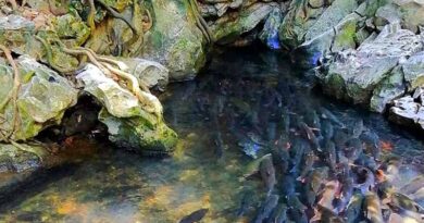 Suối cá thần Thanh Hóa ở huyện nào - Xã nào? Thông tin chia tiết 3 Suối cá thần Thanh Hóa ở huyện nào - Xã nào