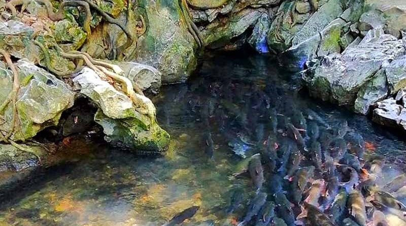 Suối cá thần Thanh Hóa ở huyện nào - Xã nào? Thông tin chia tiết 1 Suối cá thần Thanh Hóa ở huyện nào - Xã nào