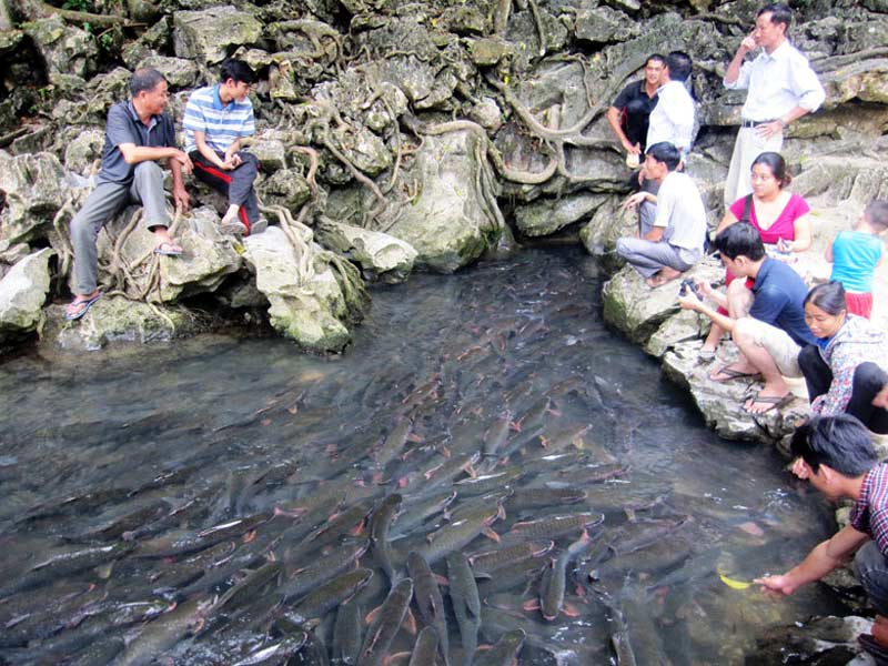 Suối cá Thần Cẩm Lương tại xứ Thanh - Chốn kỳ diệu giữa lòng đất mẹ 2 Suối cá Thần được nhiều người đến tham quan