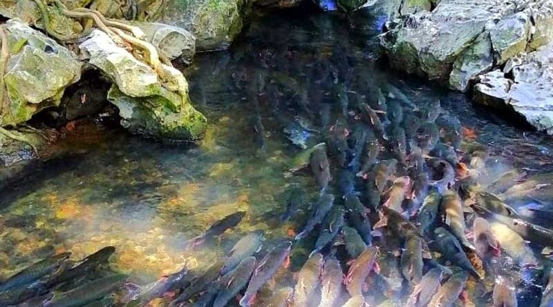 Sự thật suối cá thần ở Thanh Hóa - Sự kết hợp giữa tâm linh và thiên nhiên kỳ thú 1 Sự thật suối cá thần ở Thanh Hóa