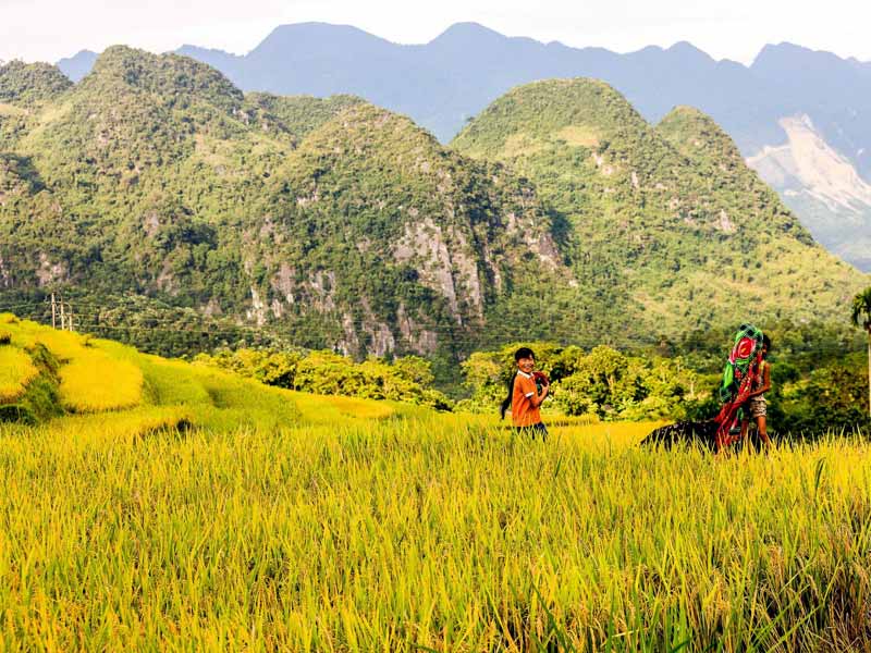 Pug Luôn mùa lú chín ở chỗ nào cũng đẹp